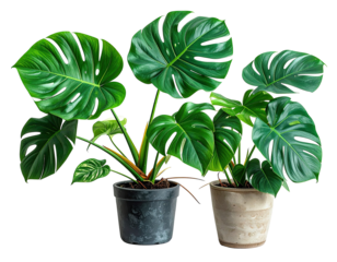 Two Monstera plants in dark pots