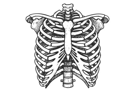 Detailed anatomical illustration of human rib cage with spine - stock vector