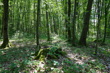 Fototapeta premium A deep, green forest with dense vegetation and diverse trees creates a sense of peace and solitude. Sunbeams breaking through the canopies fall to the ground, creating a unique light pattern and highl
