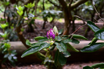 Rhododendron Garden in the Town Bad Berka, Thuringia