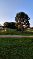 Big tree and wooden fence at sunset time