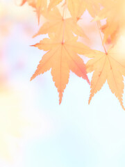 水彩調の柔らかいソフトな色づいた楓の紅葉アップ