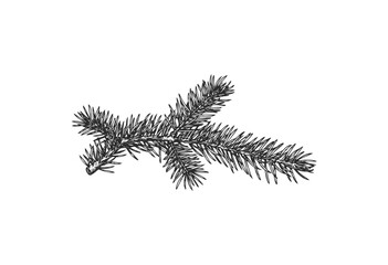 Hand-drawn spruce branch illustration - stock vector