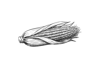 Detailed black and white sketch of corn on the cob with husk - stock vector