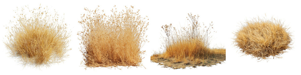 Grass clumps dry natural wild plants textures on transparent background