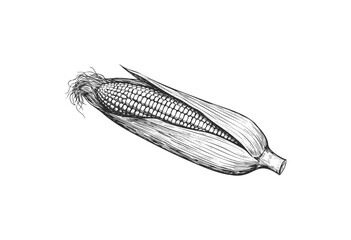 Detailed black and white sketch of a fresh corn on the cob with husk - stock vector