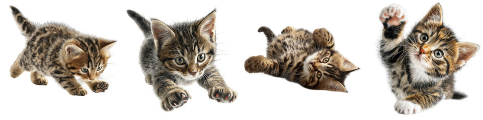 Fototapeta premium playful kittens jumping rolling and stretching on transparent background