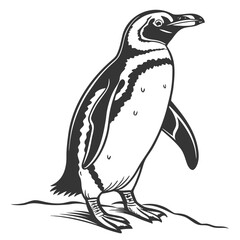 penguin vector illustration