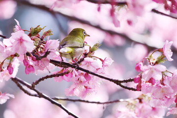 満開の河津桜とメジロ