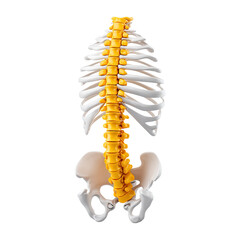 Naklejka premium Illustrating 3d human spine and pelvis alignment for correct posture in cartoon anatomy style isolated on transparent background.