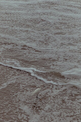 Santa Monica Beach