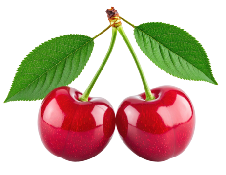 Two ripe cherries with leaves