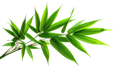 Fototapeta premium Close-up of vibrant green bamboo leaves