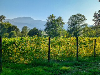 Fototapety na wymiar - Fototapeta24.pl