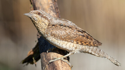 Eurasian wryneck, Jynx torquilla. Bird sitting on a branch, flat background, close-up