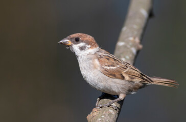 Eurasian tree sparrow, Passer montanus. Bird sitting on a branch, blurred flat background