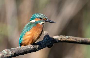 Common kingfisher, Alcedo atthis. A bird sits on a branch by the riverbank, waiting for prey