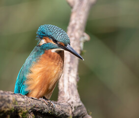 Common kingfisher, Alcedo atthis. A bird sits on a branch, looks at the river, waits for a fish
