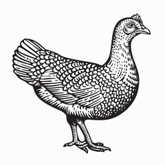 Wildlife Vector of Guinea Fowl Standing Calm Side Profile Bird Illustration