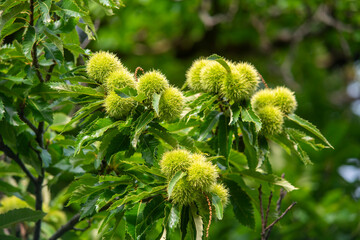Prickly green orbs of chestnuts on a tree branch