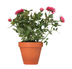 Beautiful potted rose flowers isolated on white