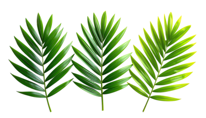 Three vibrant palm fronds against a black backdrop