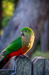 Australian king parrot female 