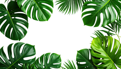 Tropical leaves frame a black space