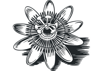 Intricate black and white line drawing of a passion flower on transparent background. Vector hand drawn illustration