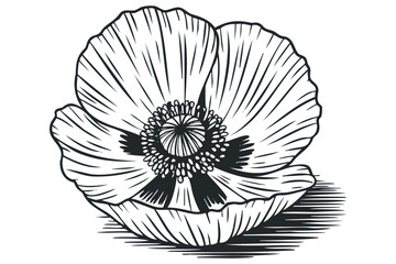 Obraz premium Line drawing of a poppy flower with stamen detail on a transparent background. Vector hand drawn illustration