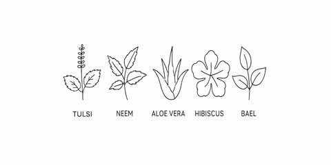 Obraz premium Print Line art vector icons of Tulsi, Neem, Aloe Vera, Hibiscus, and Bael leaves – thin clean outlines, isolated on white.