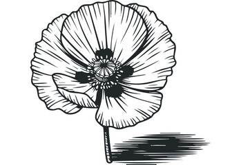 Obraz premium Line Art Poppy Flower Isolated on Transparent Background. Vector hand drawn illustration