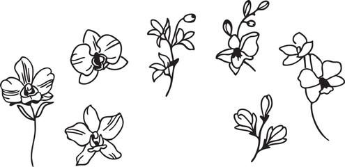 Orchid flower vector set: black and white floral line art illustrations eps silhouette