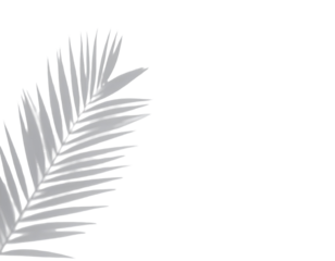 Gray leaf detail on black background