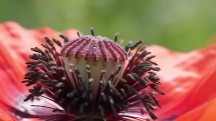 Crimson blooms intricate heart revealed - Powered by Adobe