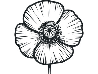 Obraz premium Black outline of a poppy flower on a transparent background. Vector hand drawn illustration