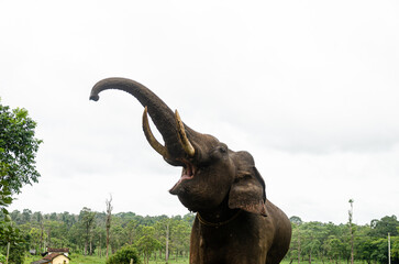 Obraz premium A Tusker at the Dubare Elephant Camp in Kushalnagar, Madikeri, Karnataka, India