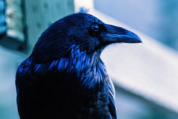 Raven bird with black plumage at a close up