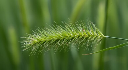 Vibrant green foxtail showcasing textures of nature in a macro shot