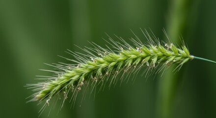 Close-up of vibrant Green Foxtail Grass with intricate details against lush backdrop
