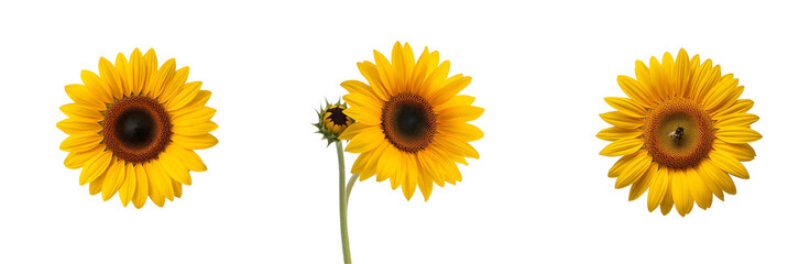 Fototapeta premium Three vibrant sunflower flowers with bright yellow petals and dark centers are isolated on transparent background, showcasing their natural beauty and cheerful appearance
