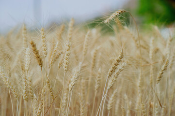 Farmers' barley fields, organic farming and natural environmental conservation
