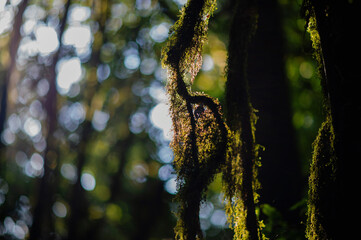 Tropical forests, forest and mountain tourism, tropical forests rich in various types of plants, nature