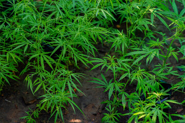 Growing Cannabis Plants, Therapeutic Cannabis Cultivation, Cannabis Industry and Farming, Green Leaves