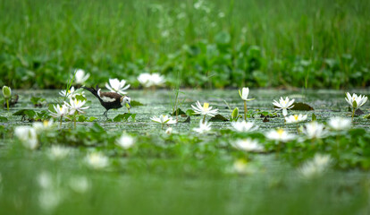 Pheasant-tailed Jacana searches for food among lilies in rainfall.