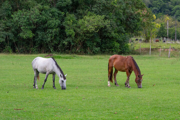 Obraz premium A horse in a field on an eco farm, Brazil