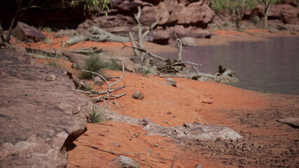 The warm orange landscape meets the calm water, showcasing natural beauty. Twisted branches and sparse vegetation add character to this peaceful riverside setting.