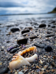 shell on the beach