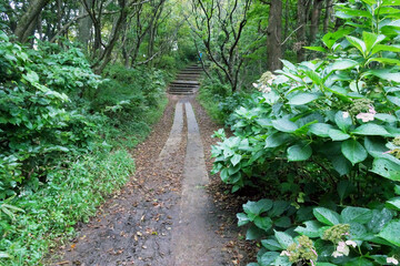 日本：弥彦山／秋色アジサイが雨に濡れている登山道／新潟県弥彦村・9月