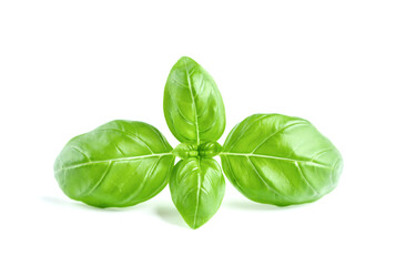 Green basil leaves isolated on white background